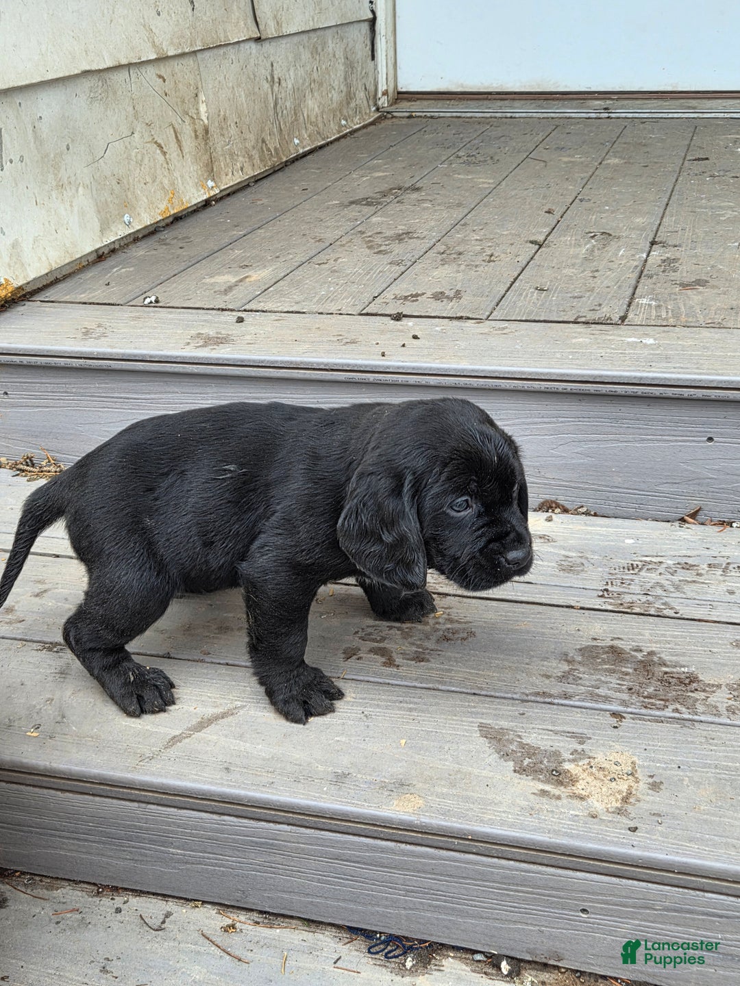 Mixed Breed dogs for sale: Labrador/Cocker Spaniel  - Ad 3