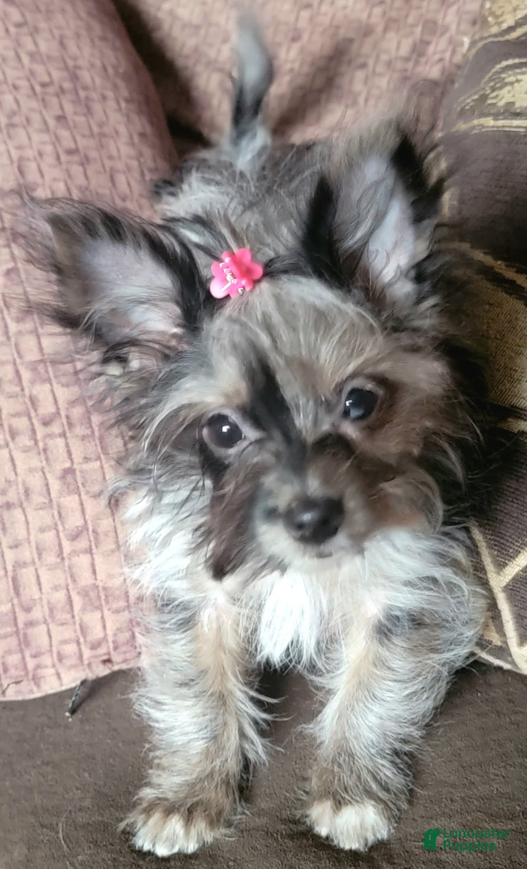 Gallery Image {{count}}