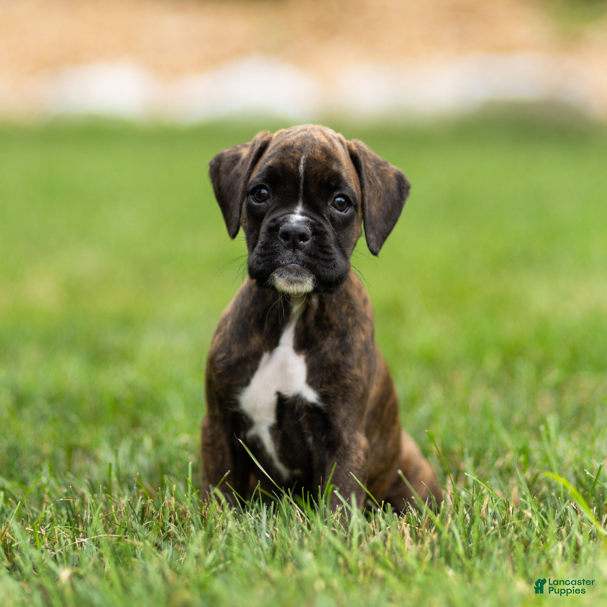 Boxer dogs Laney Boxer Puppy  - Ad 1