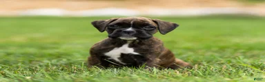 Laney Boxer Puppy 