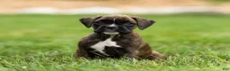Boxer dogs for sale: Laney Boxer Puppy  - Ad 1