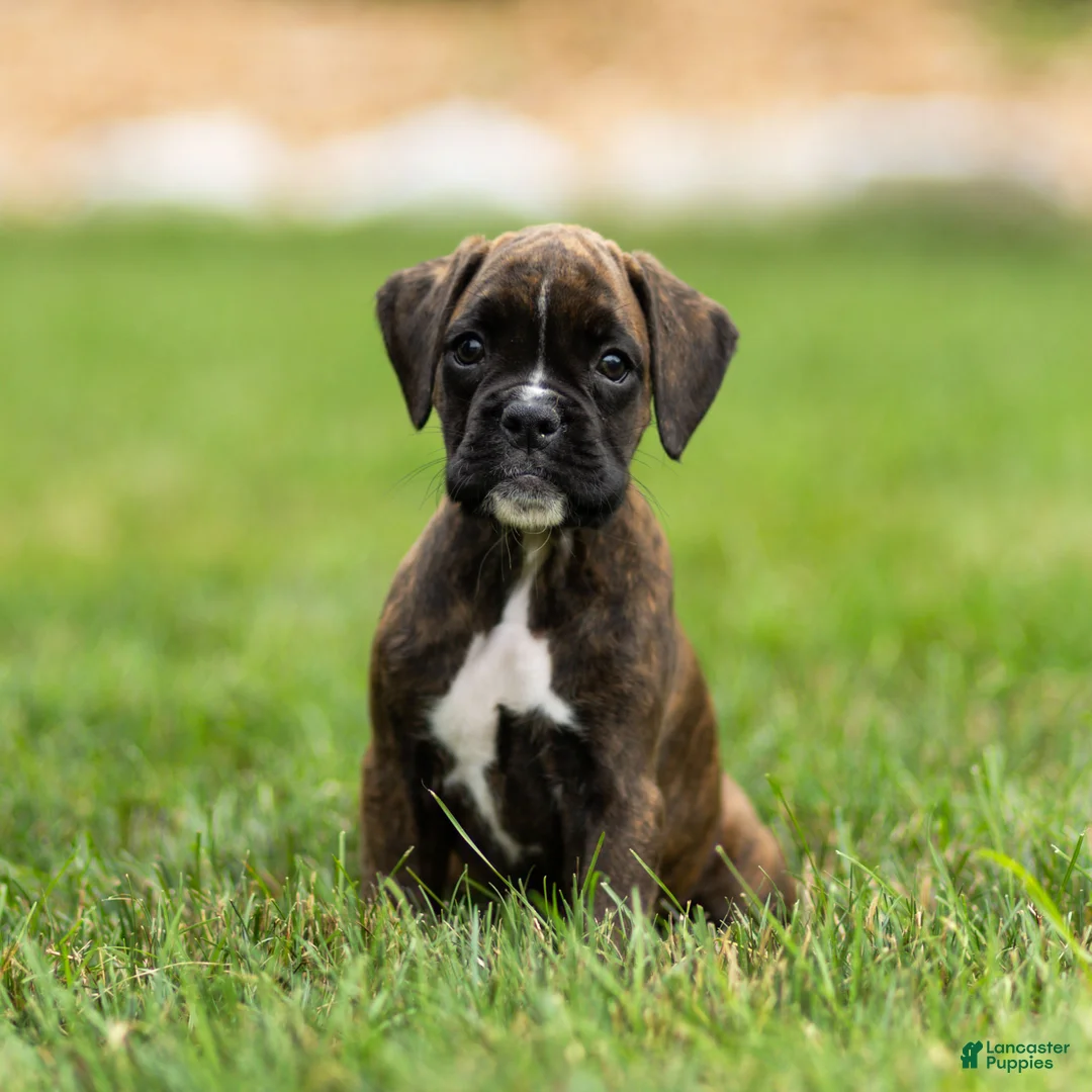 Boxer dogs for sale: Laney Boxer Puppy  - Ad 1