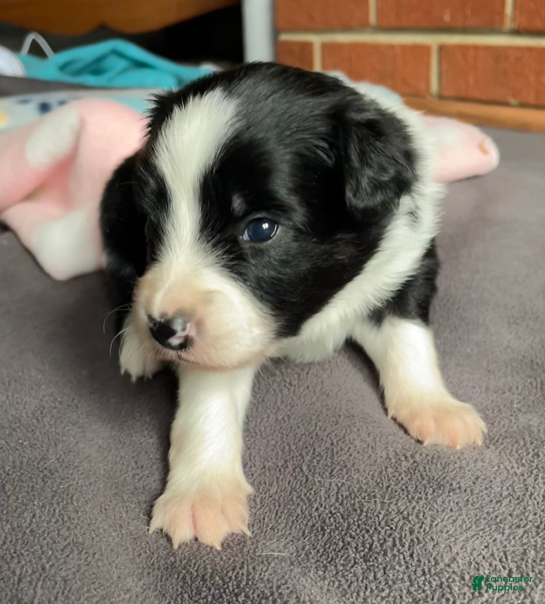 Mixed Breed dogs for sale: Renee - Ad 7