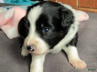 Mixed Breed dogs Star - Ad 15