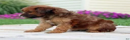Yorkiepoo dogs for sale: Cinnamon - Ad 3