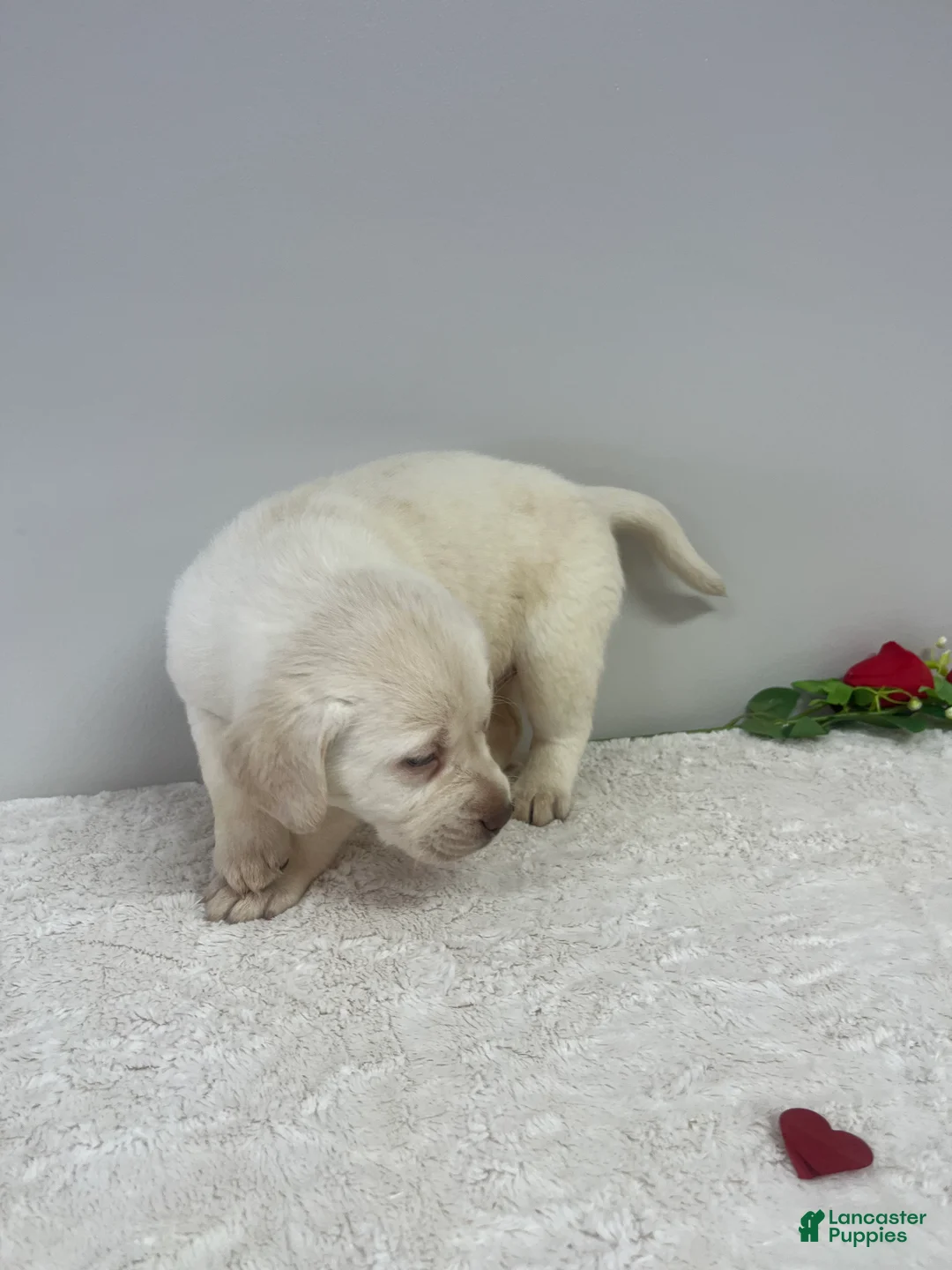 Labrador Retriever dogs for sale: Honey  - Ad 6