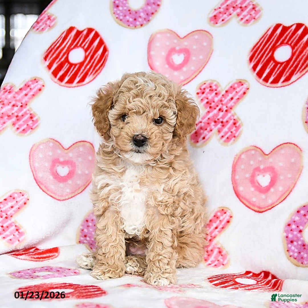 Toy Poodle dogs for sale: Jinx - Ad 2