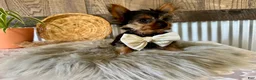 Yorkshire Terrier dogs for sale: Trey - Ad 6