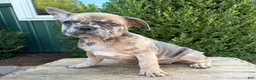 French Bulldog dogs for sale: Dixie - Ad 4