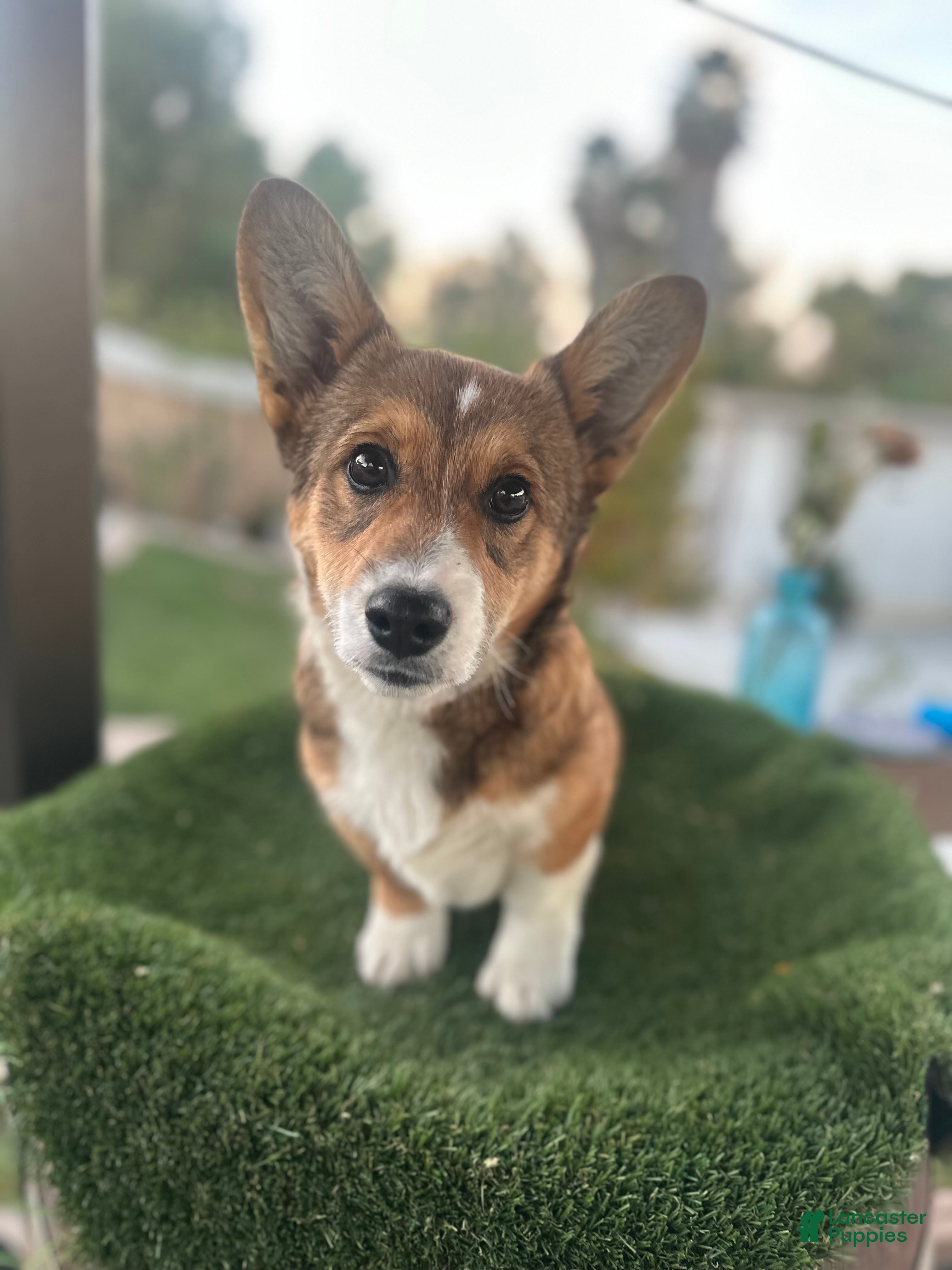 Welsh Corgi Pembroke dogs Welsh Corgi Pembroke Puppy 1 - Ad 1