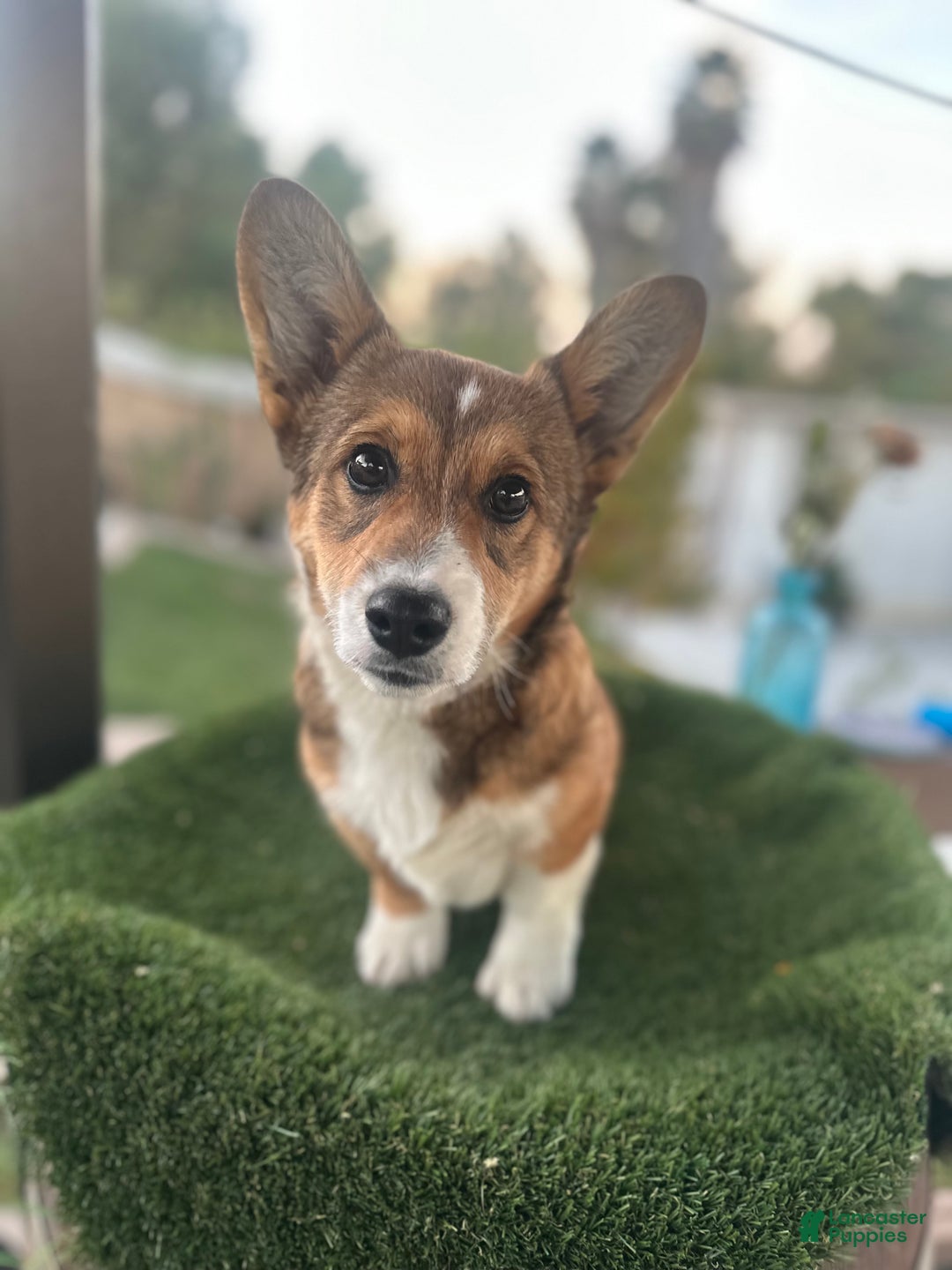 Welsh Corgi Pembroke dogs for sale: Welsh Corgi Pembroke Puppy 1 - Ad 1