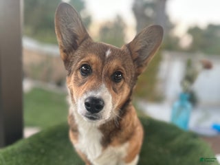 Welsh Corgi Pembroke dogs Welsh Corgi Pembroke Puppy 1 - Ad 1