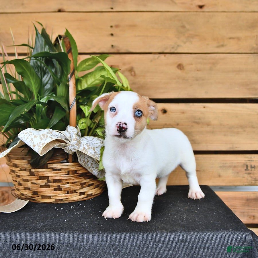 Jack Russell Terrier dogs Tilly - Ad 2