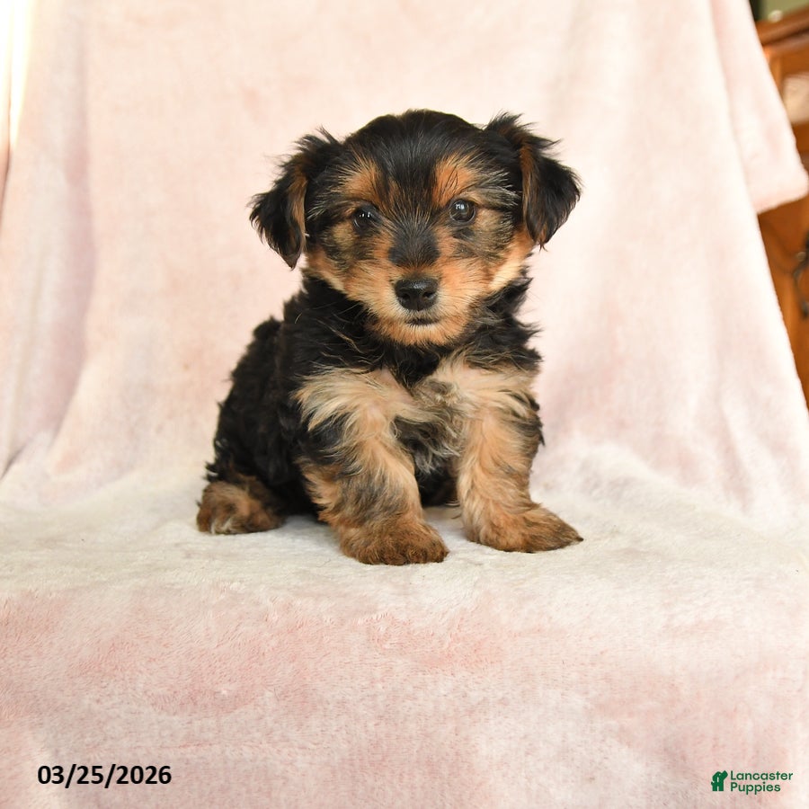 Yorkshire Terrier dogs Oliver - Ad 2