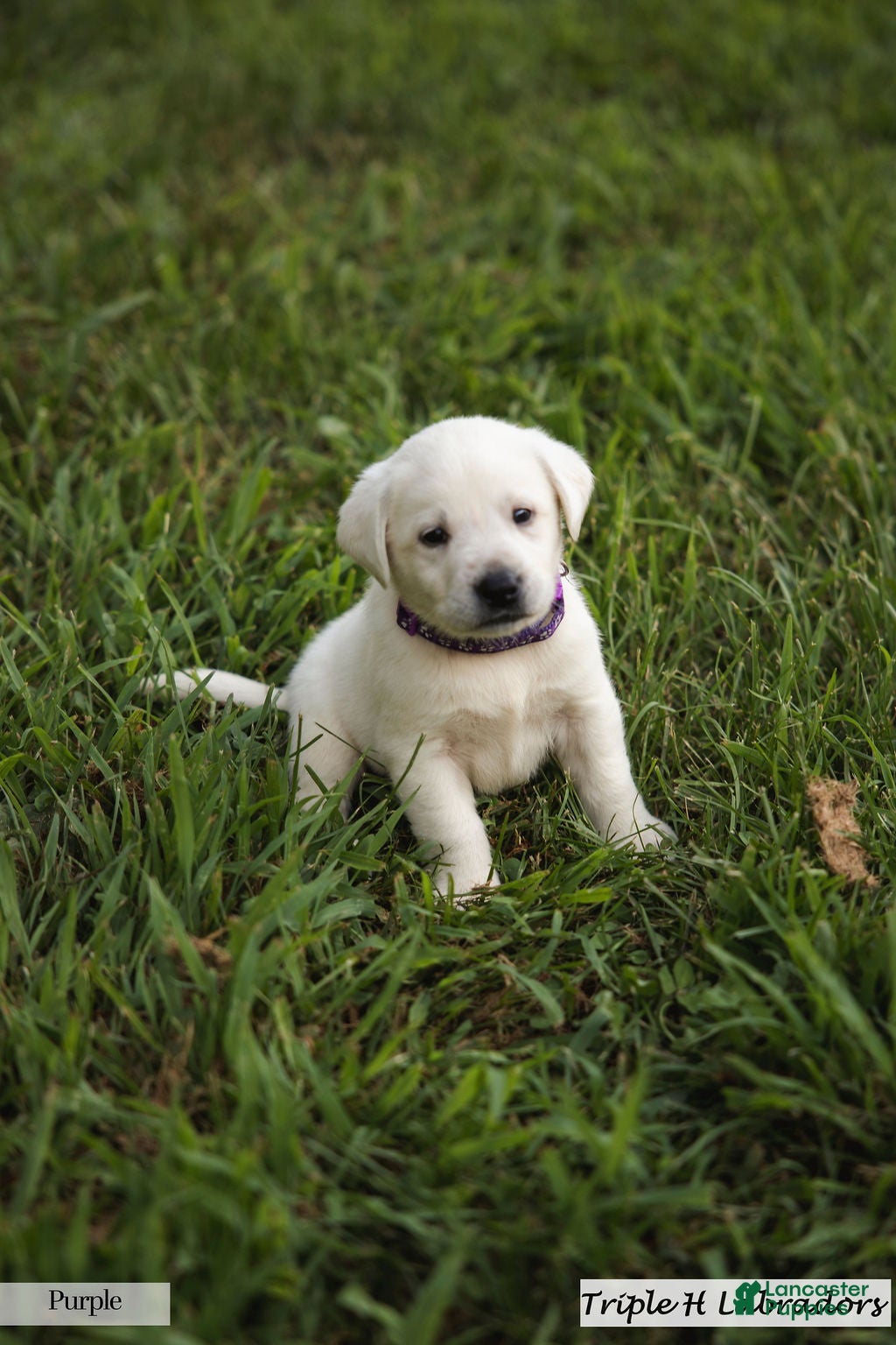 Labrador Retriever dogs Purple Collar - Ad 2