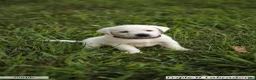 Labrador Retriever dogs for sale: Purple Collar - Ad 2