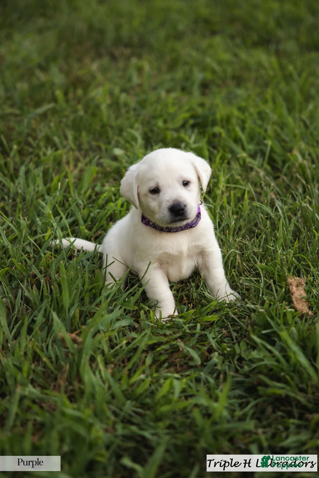 Labrador Retriever dogs for sale: Purple Collar - Ad 2