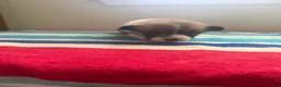 Welsh Corgi Pembroke dogs for sale: Ruby - Ad 5