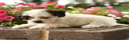 Shihpoo dogs for sale: Jasper - Ad 2