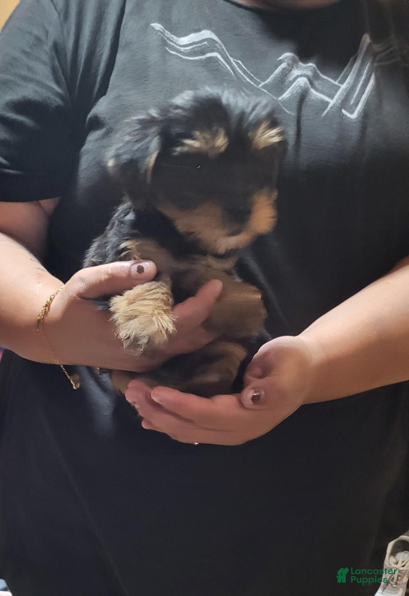 Yorkshire Terrier dogs Lil Bit  - Ad 2