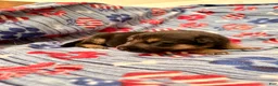 German Shepherd dogs for sale: German Shepherd 6 - Ad 1