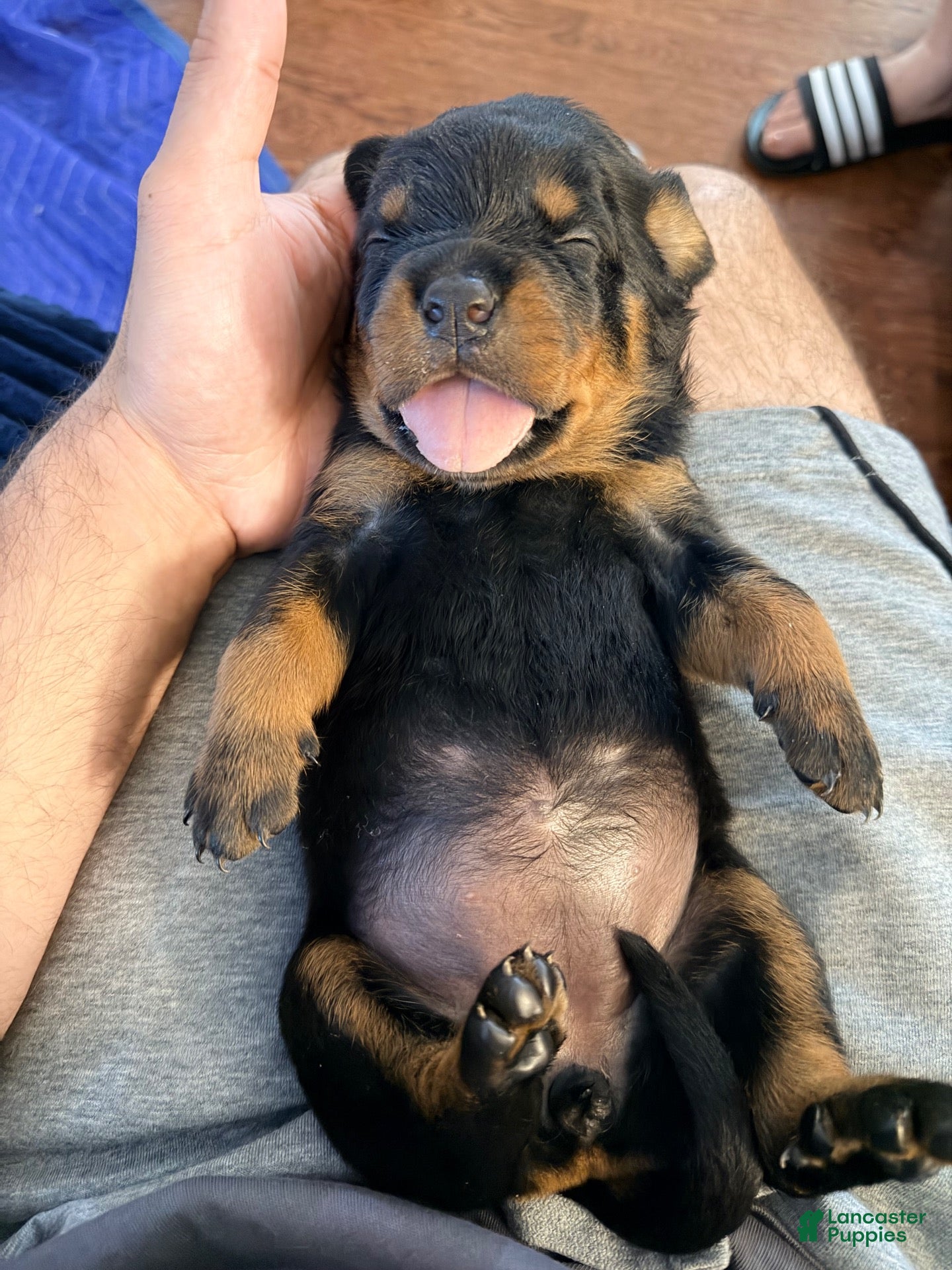 Rottweiler dogs Rottweiler 1 - Ad 38