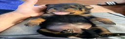 Rottweiler dogs for sale: Rottweiler 1 - Ad 1