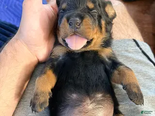 Rottweiler dogs Rottweiler 1 - Ad 2