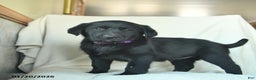 Labrador Retriever dogs for sale: Julia  - Ad 2