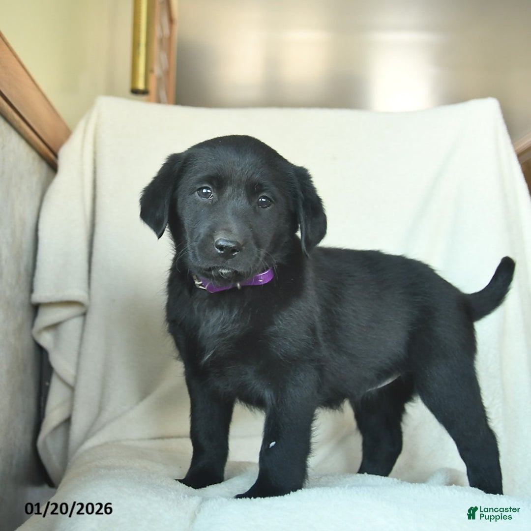 Labrador Retriever dogs for sale: Julia  - Ad 2