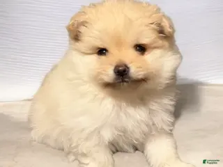 Pomeranian dogs Waffle - Ad 16