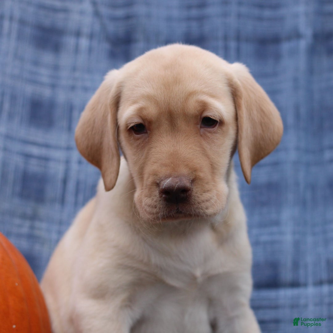 Labrador Retriever dogs for sale: Joey  - Ad 1