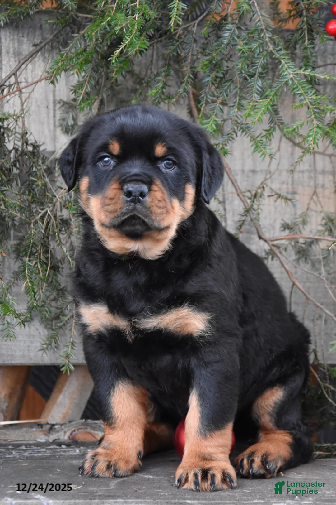Rottweiler dogs for sale: Rockstar - Ad 4