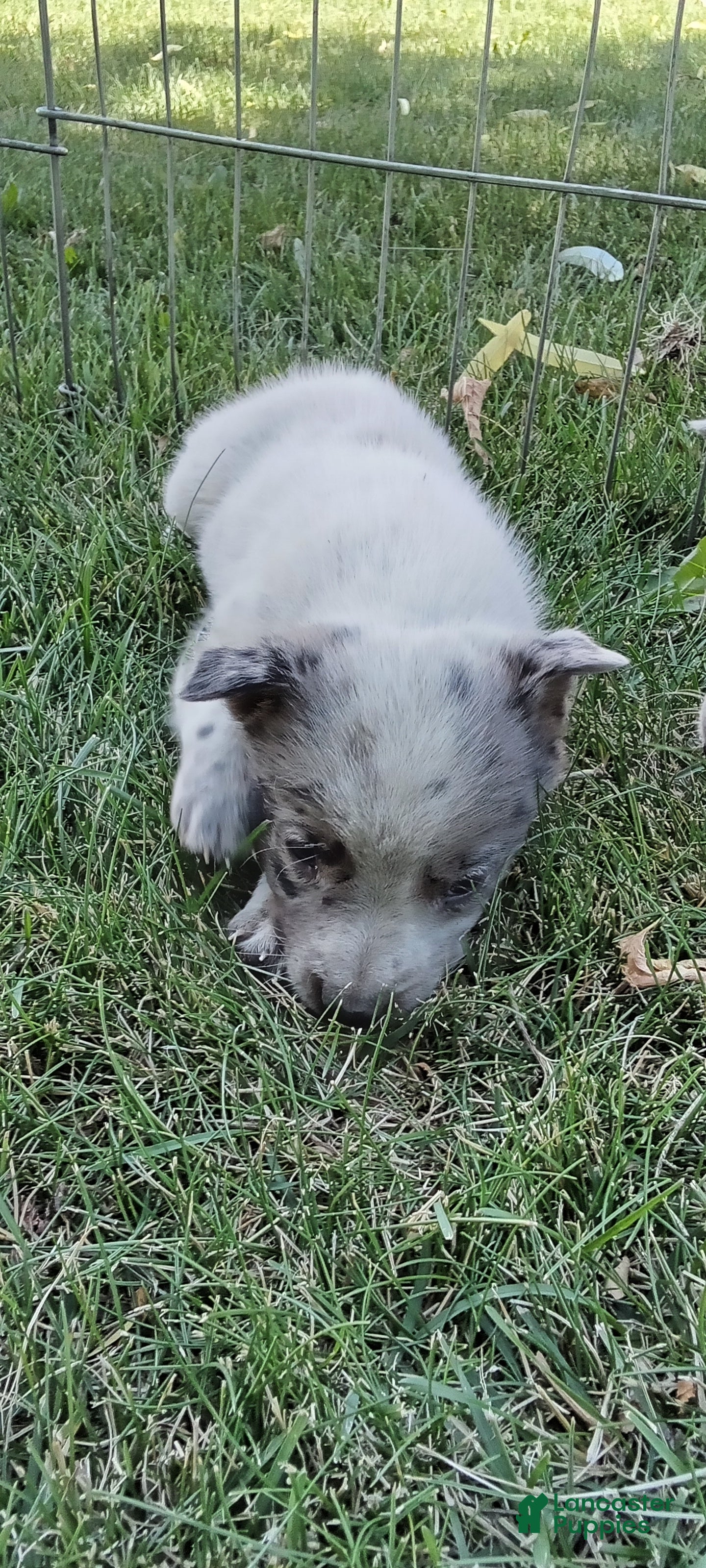 Australian Cattle Dog dogs Australian Cattle Dog 2 - Ad 8