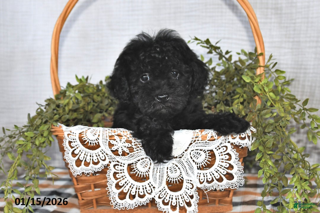 Havapoo dogs for sale: Midnight - Ad 5