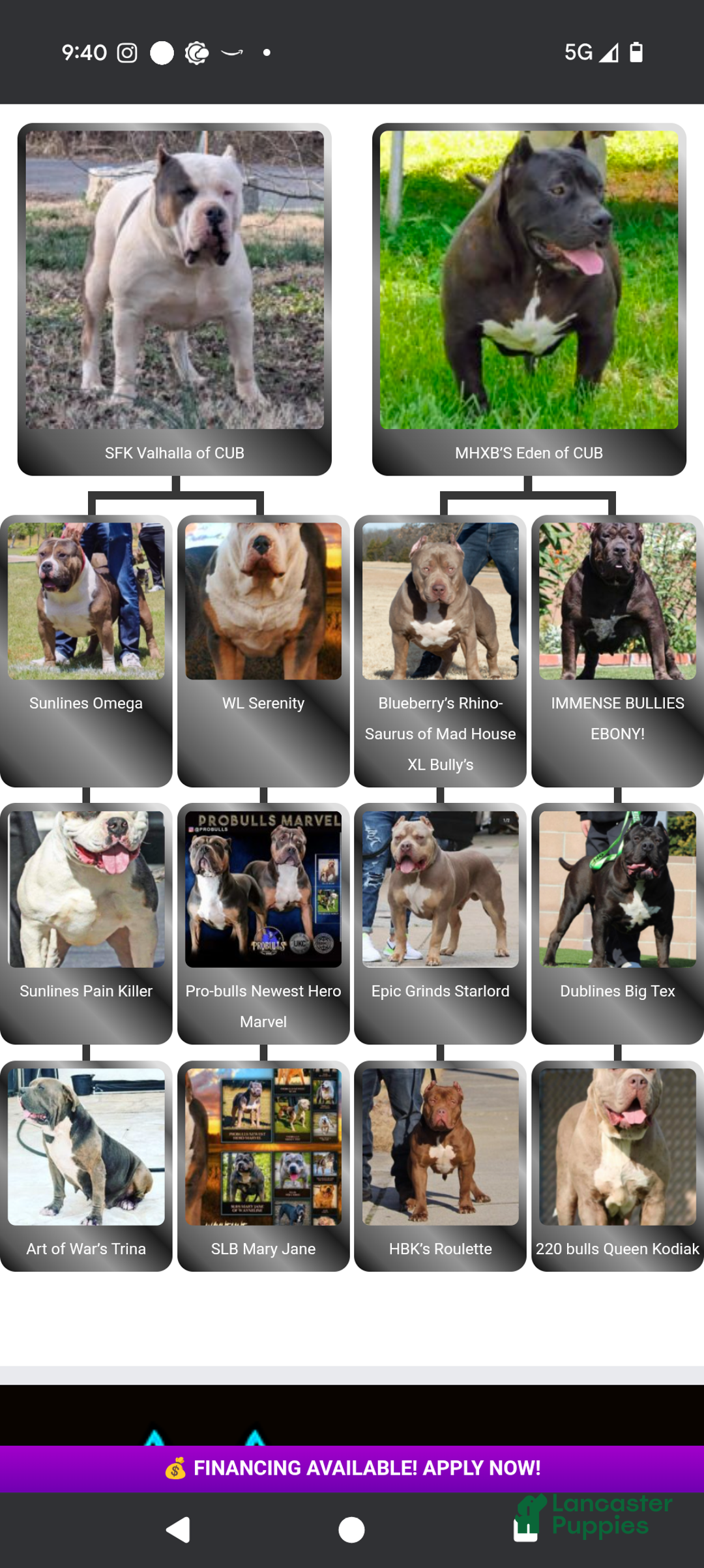 American Bully dogs for sale: American Bully Puppy 3 - Ad 8