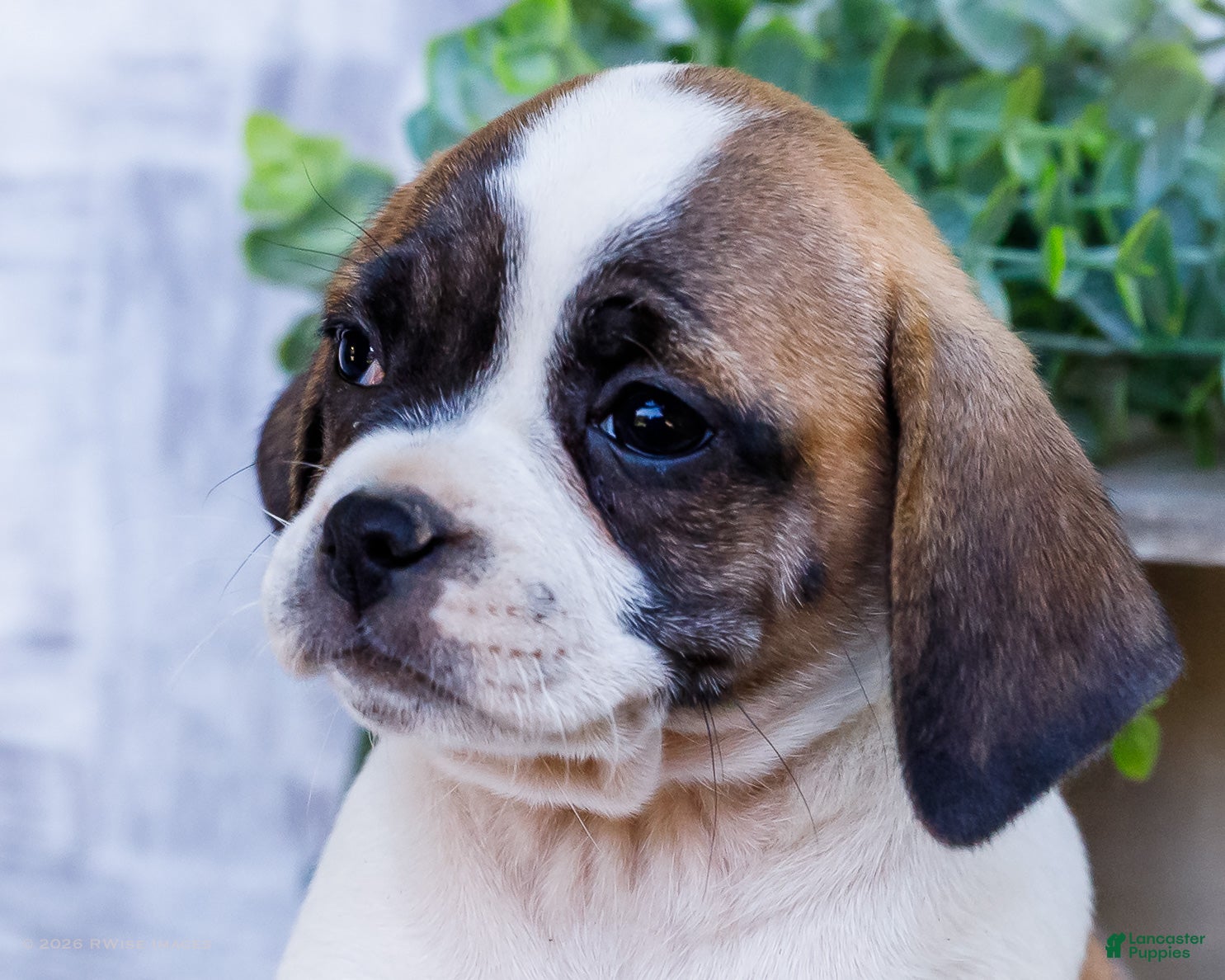 Puggle dogs Twinkle - Ad 2