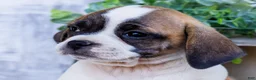 Puggle dogs for sale: Twinkle - Ad 2