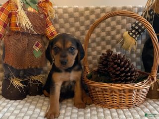 Mixed Breed dogs - Ad 12