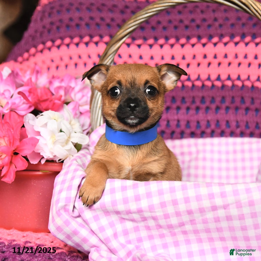 Chihuahua dogs Marcus - Ad 39