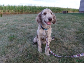 Mixed Breed dogs - Ad 6