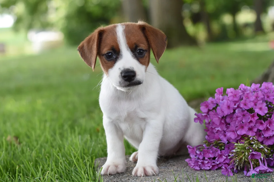 Jack Russell Terrier dogs for sale: Lainey - Ad 1