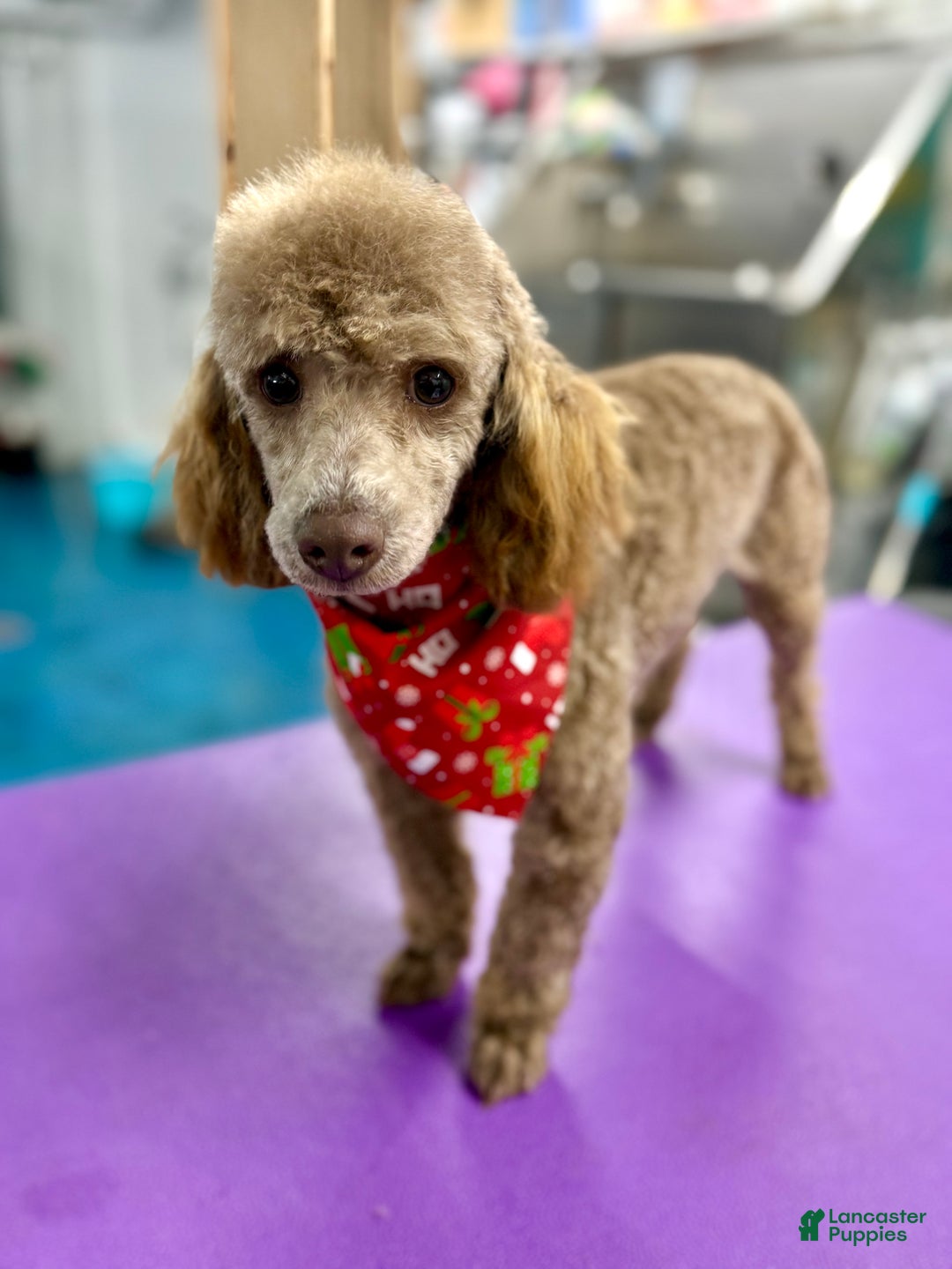 Toy Poodle dogs for sale: Brownie - Ad 3