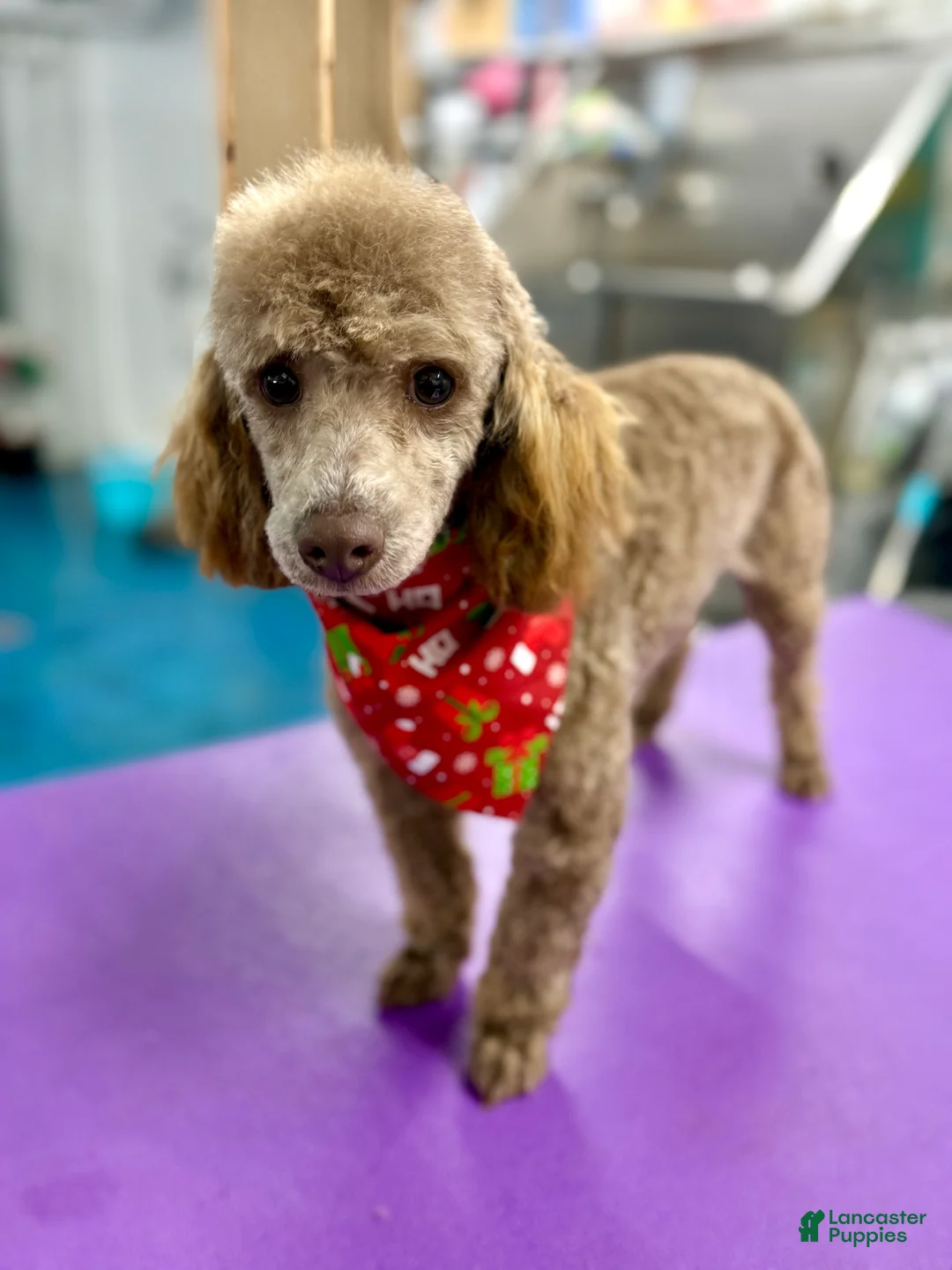 Toy Poodle dogs for sale: Brownie - Ad 3