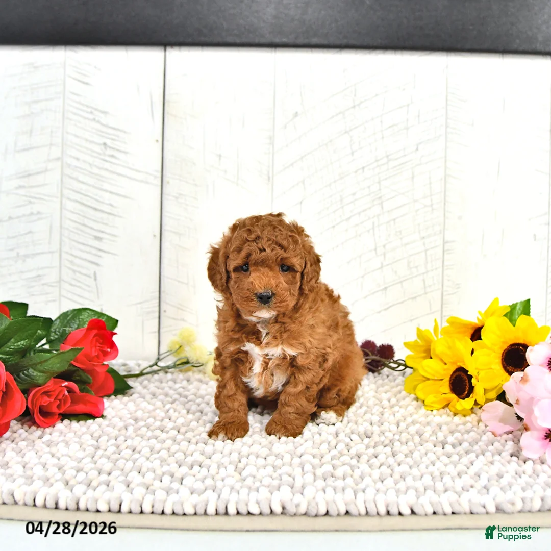 Miniature Poodle dogs for sale: Kaiden - Ad 1