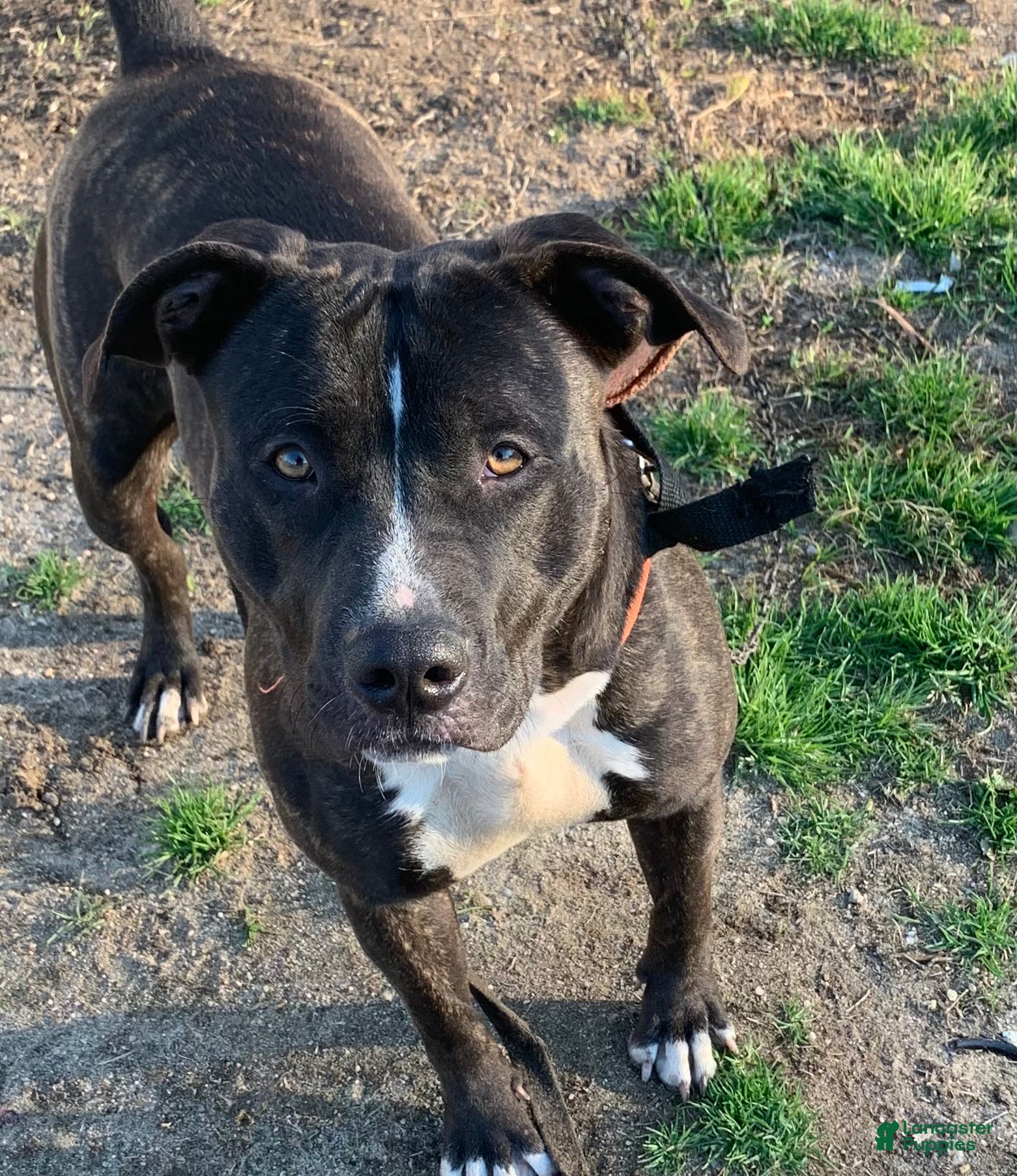 American Pit Bull Terrier dogs American Pit Bull Terrier Puppy 1 - Ad 2