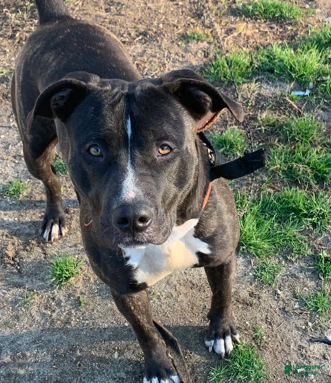 American Pit Bull Terrier dogs for sale: American Pit Bull Terrier Puppy 1 - Ad 2