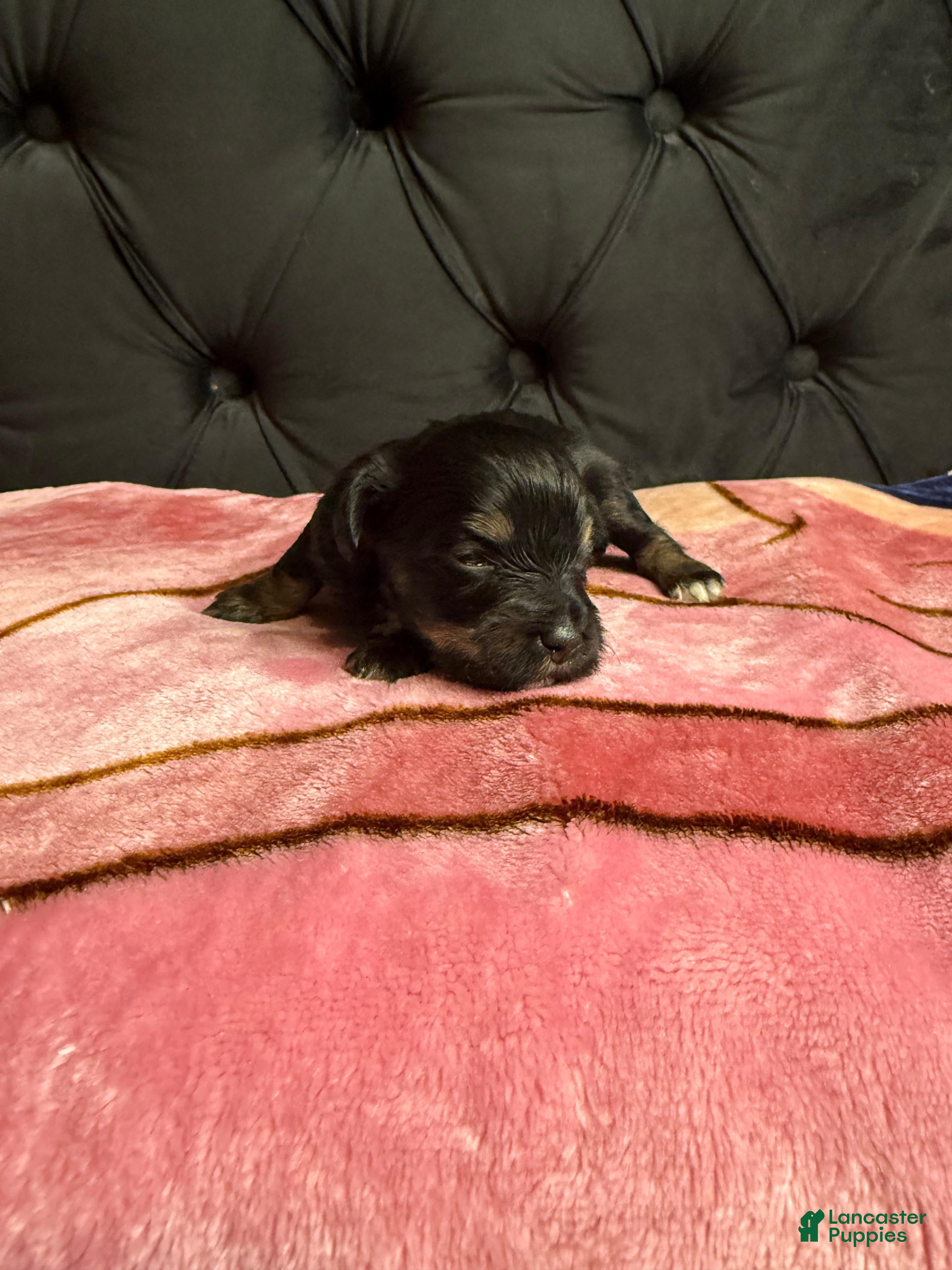 Miniature Schnauzer dogs for sale: Tiana  - Ad 1