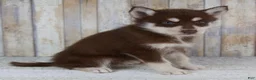 Pomsky dogs for sale: Copper - Ad 4