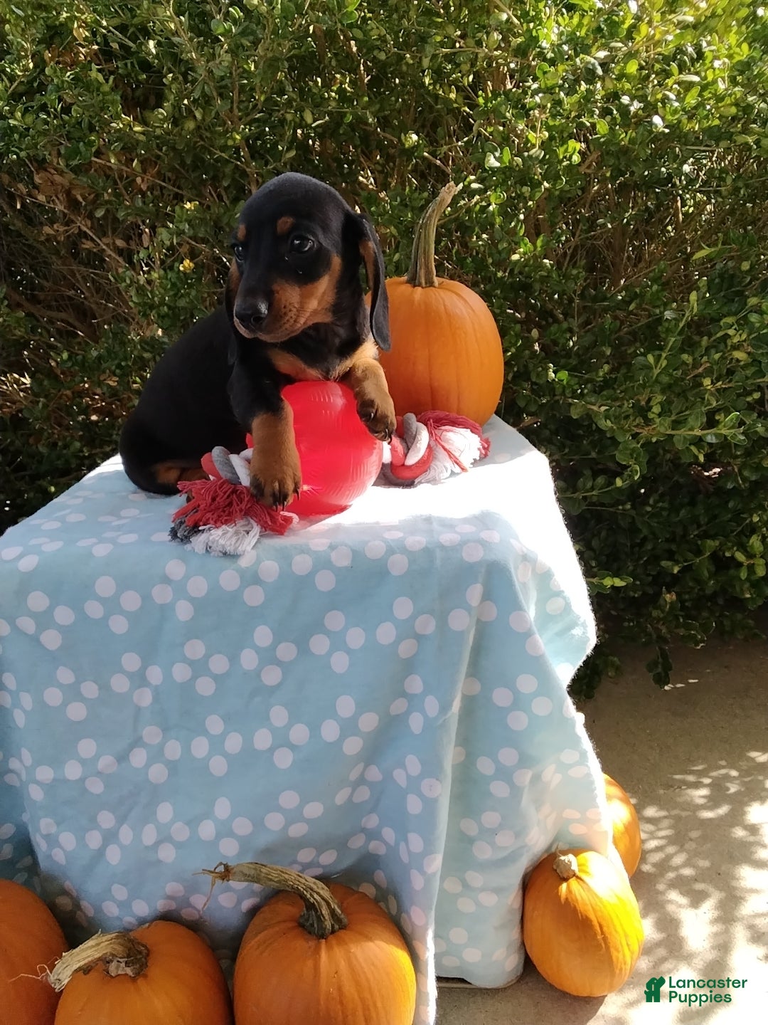 Miniature Dachshund dogs Marshal - Ad 2